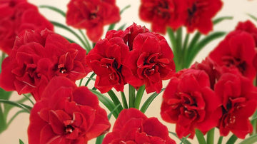 Amaryllis