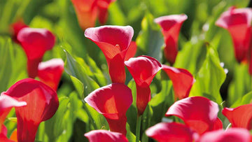 Calla
