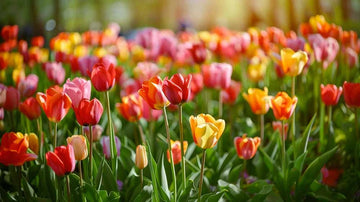 Darwin tulipaner