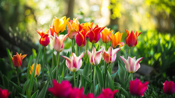 Liljeblomstrende tulipaner