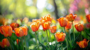 Oransje tulipaner