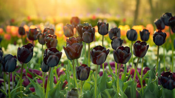 Sorte tulipaner