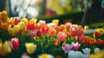 Tulipan mix