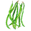 Buskbønner