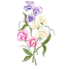 Blomsterfrø