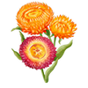 Blomsterfrø
