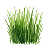 Gressfrø