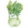 Kålrabi