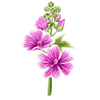 Blomsterfrø