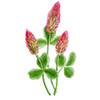 Blomsterfrø