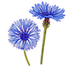 Blomsterfrø