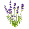 Blomsterfrø