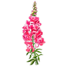 Blomsterfrø