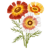 Blomsterfrø