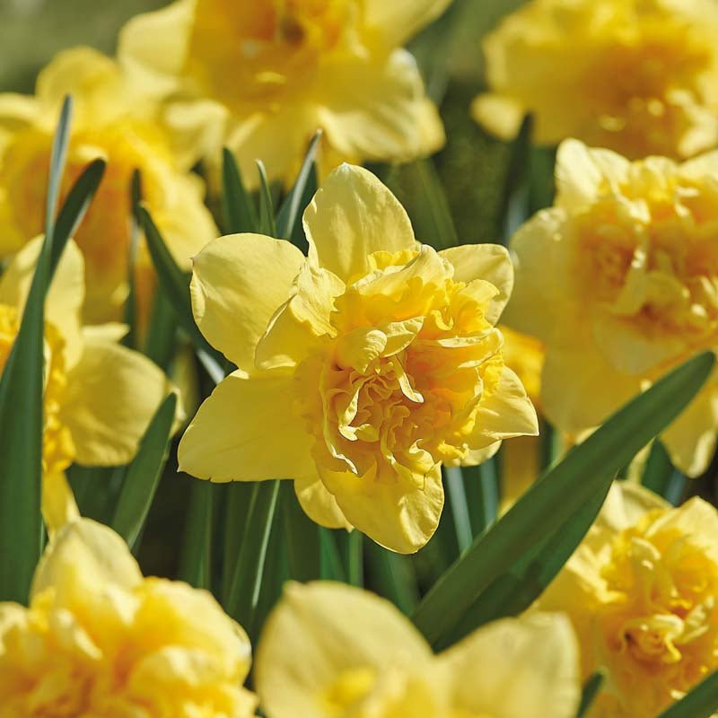 Narcissus 'Dick Wilden'