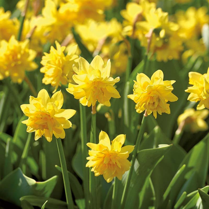Narcissus 'Tete Boucle'