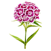 Blomsterfrø