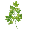 Urter frø