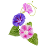 Blomsterfrø