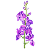 Blomsterfrø