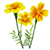 Blomsterfrø
