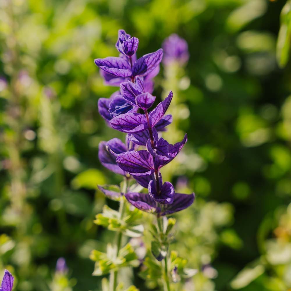 Salvie frø 'Purple' | Urter frø | Kjøp for kun 39 kr