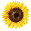 Blomsterfrø