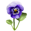 Blomsterfrø