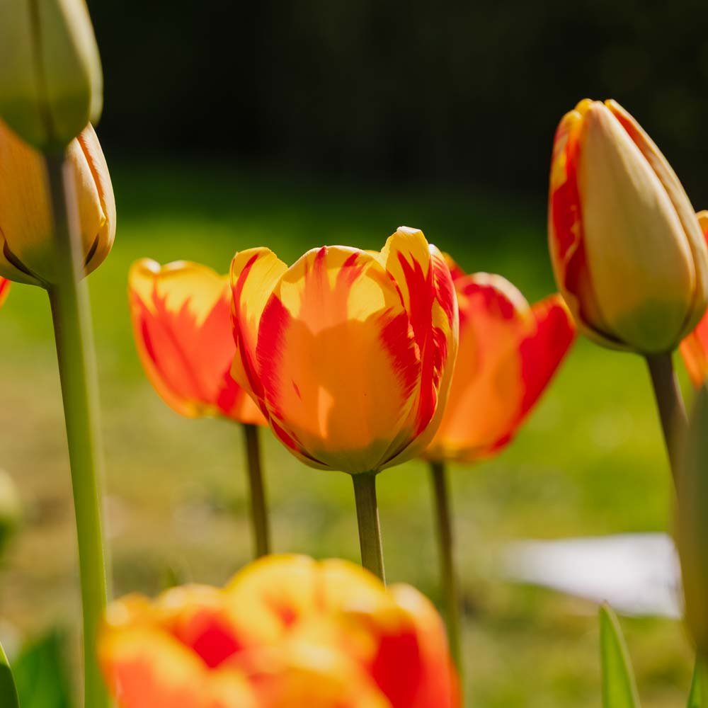 Tulipan 'Banja Luka'