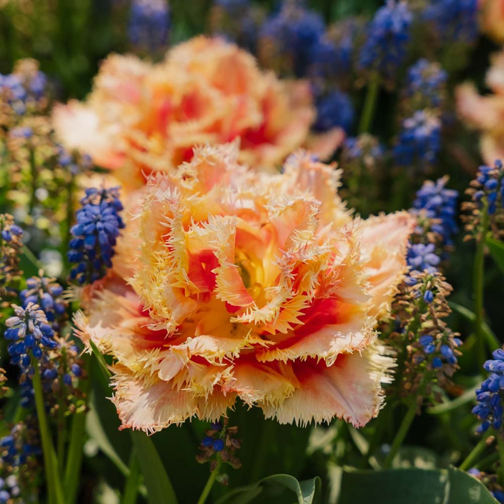Tulipan 'Brisbane'