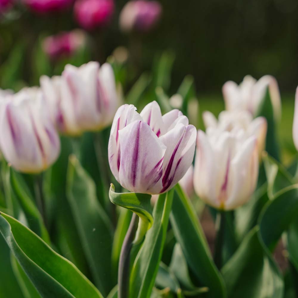 Tulipan 'Flaming Flag'