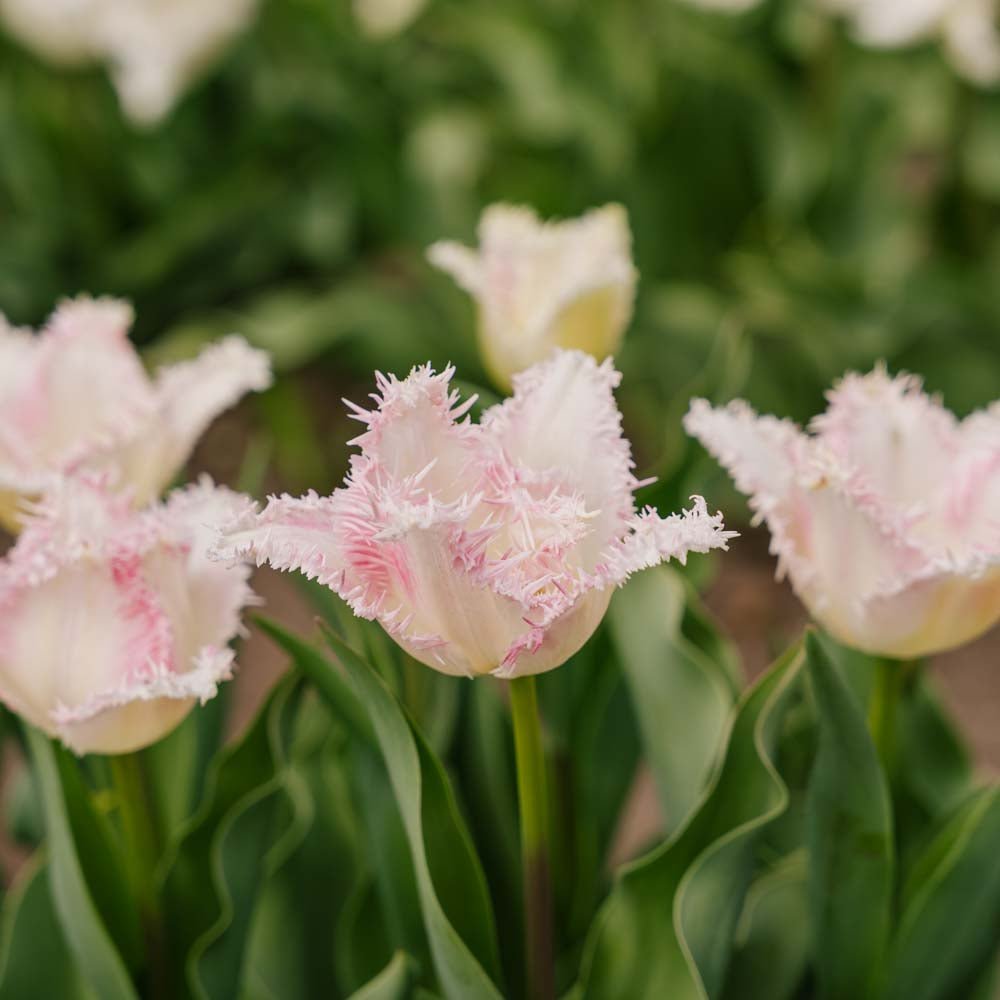 Tulipan 'Huis Ten Bosch'