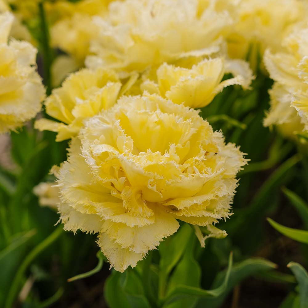 Tulipan 'Lemon Shoot'