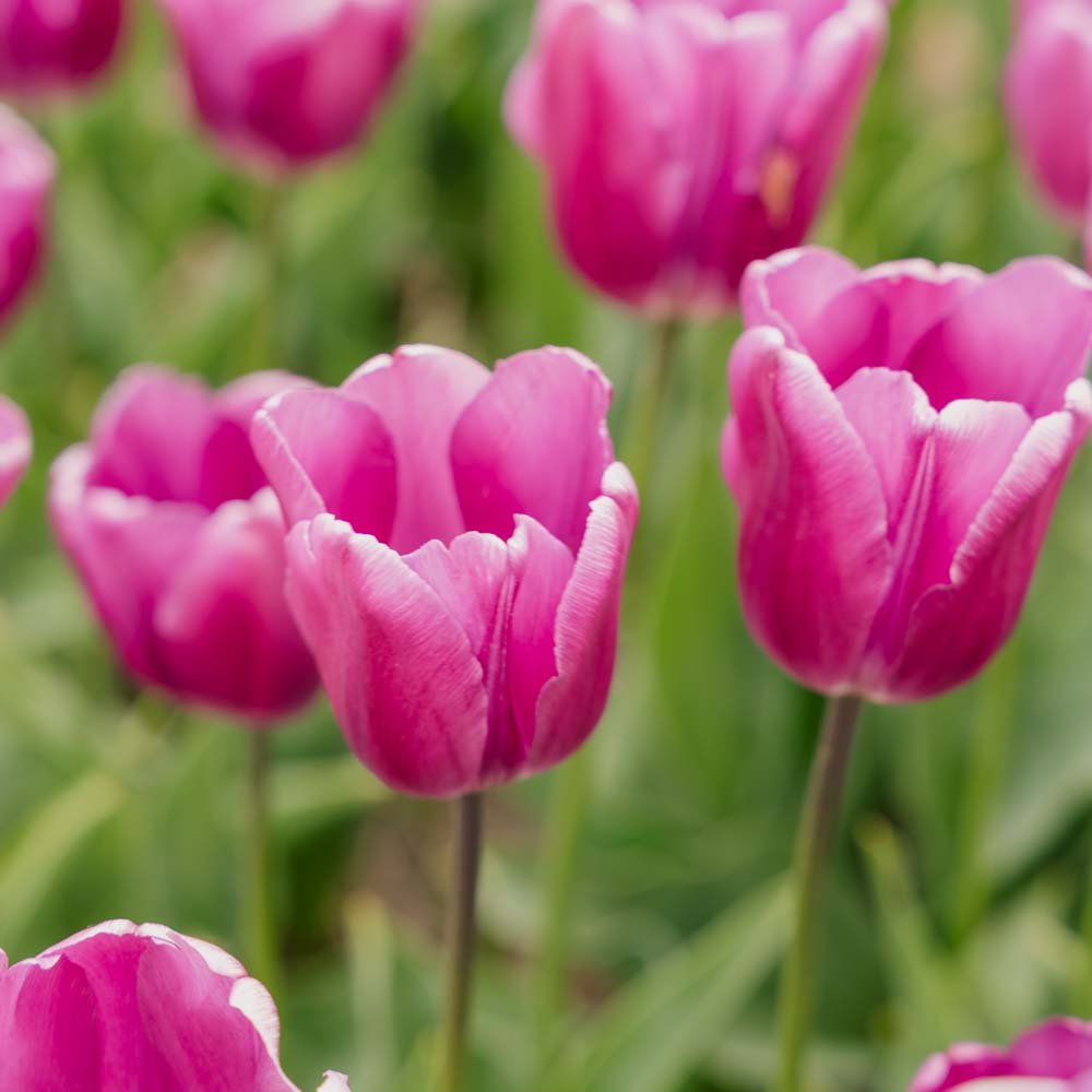 Tulipan 'Purple Prince'