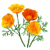 Blomsterfrø
