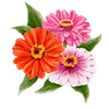 Blomsterfrø