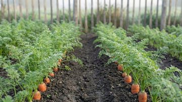 Avstand mellom gulrøtter - Blomea.no