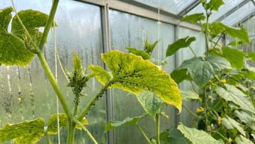 Bladlus på agurk - Blomea.no