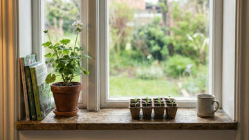 Forkultivere agurk - Blomea.no