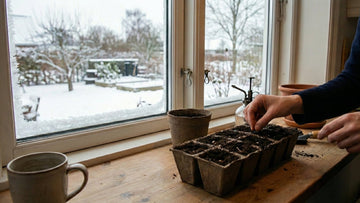 Forkultivering i februar - Blomea.no