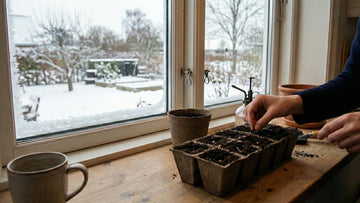 Forkultivering i februar - Blomea.no