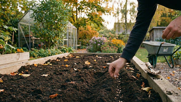 Hva kan man så i september - Blomea.no