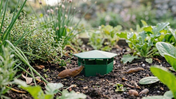 Hvordan bli kvitt brunsnegler - Blomea.no