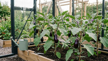 Dyrke aubergine