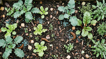 Hvordan virker sneglemiddel - Blomea.no