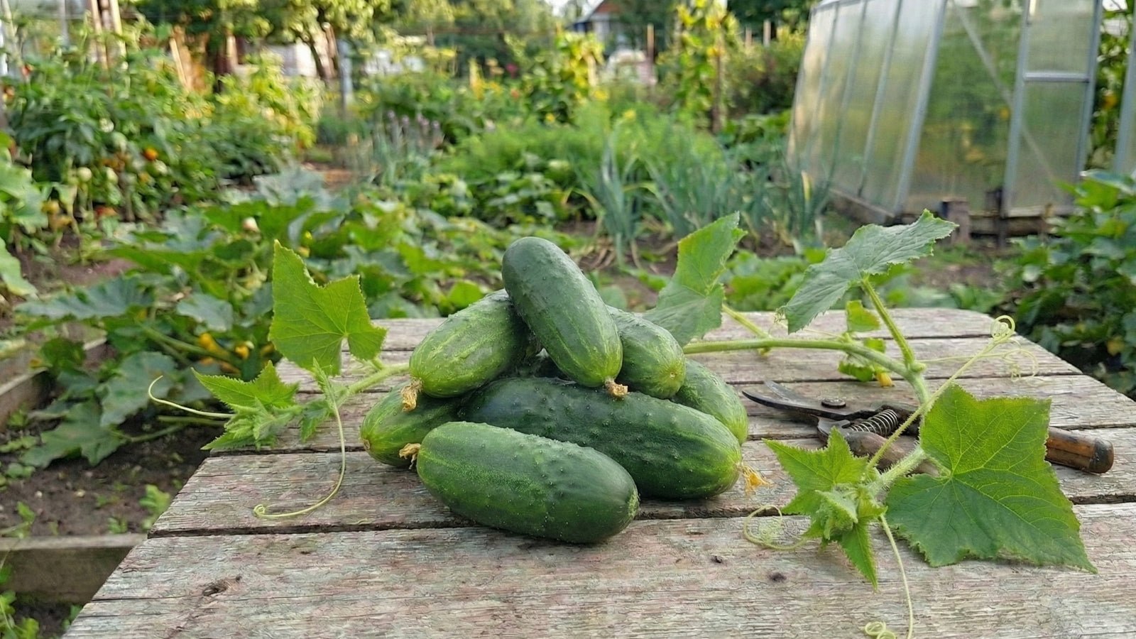 Hvorfor blir agurker bitre? Svar og tips fra gartneren!