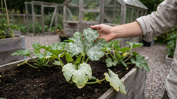Meldugg squash - Blomea.no