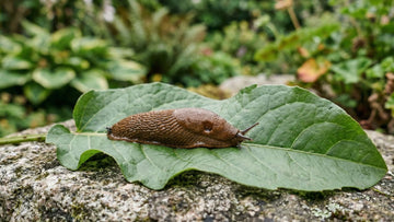 Planter snegler ikke liker - Blomea.no