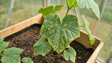 Sykdom på agurkplanter - Blomea.no