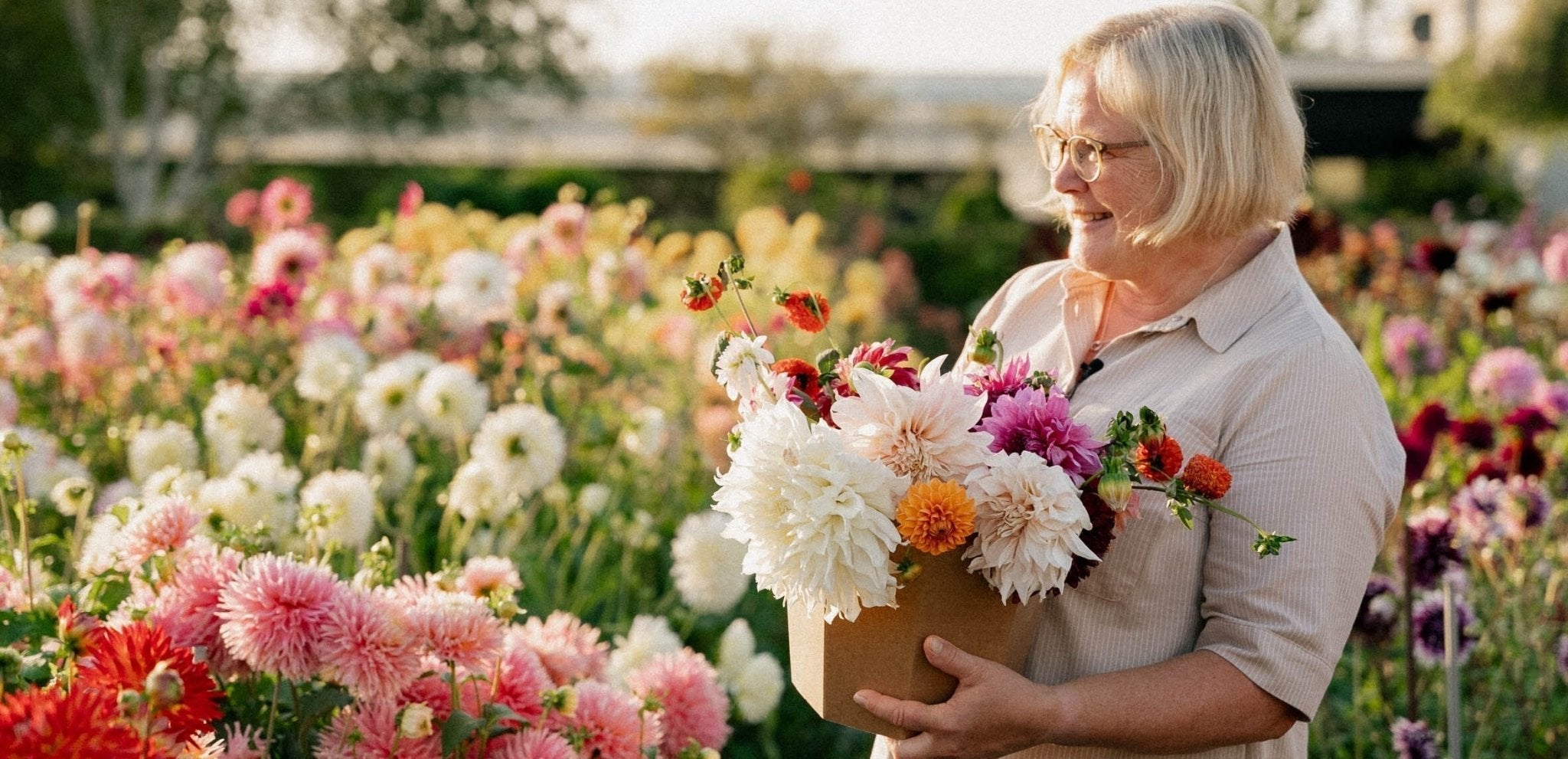 Våre råd for forkultivering av dahlia og planting av dahlia knoller - Blomea.no